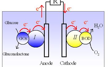 La photosynthèse une nouvelle source d'énergie électrique...