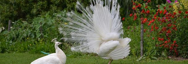Lac Daumesnil : La roue du paon blanc