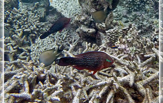 Snorkeling : Perroquet brun, Rusty parrotfish (Scarus niger) - Moofushi - Atoll d'Ari - Maldives