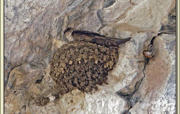 Faune des Pyrénées (Images de mon ancien blog, année 2010)