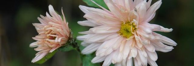 Chrysanthème 'Apricot Beauty'