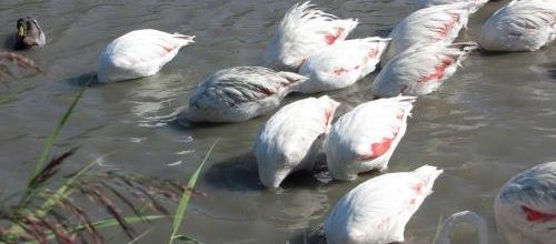 ... rares autruches au bain....