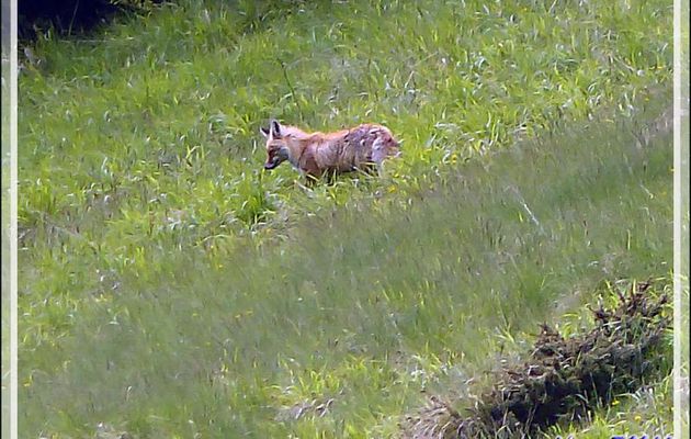 Renard pas très roux (probablement en train de muer) - Couledoux - 31