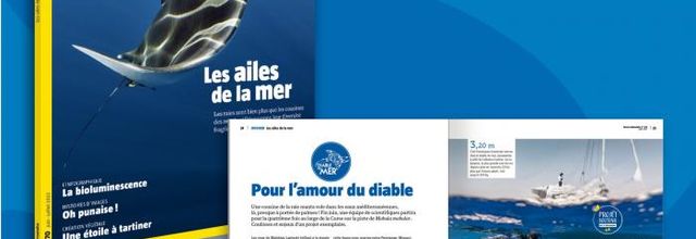 Raie majestueuse et sauterelle... sauteuse...