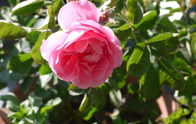 AU  BALCON  CE  MATIN
