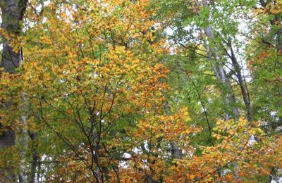 Couleurs d'automne