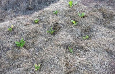 Premières plantations