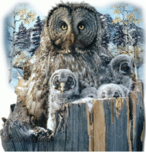 Cartonnettes Chouette et Hibou ! 2017