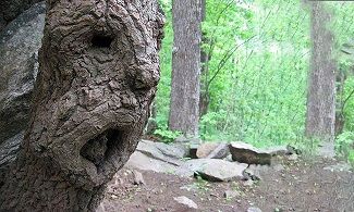 Les arbres, ces "êtres" mystérieux ... 