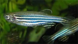 Sommeil et insomnie des poissons