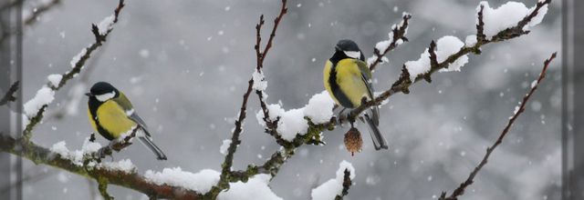 Quand vient la neige ...
