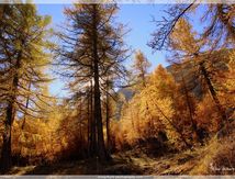 Automne au Col des Champs #1