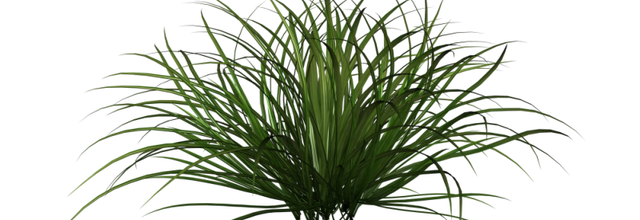 Ѽ Vegetation 