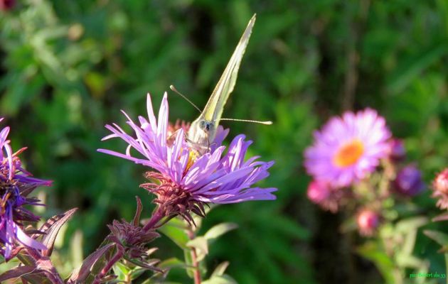 un papillon sur mes asters