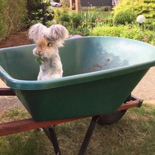 Wally, le lapin aux immenses oreilles.