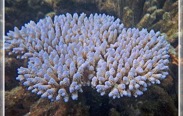 Taches de couleurs dans la grisaille corallienne - Snorkeling à Moofushi - Atoll d'Ari - Maldives