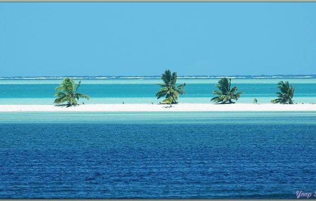 Le blues des quatre cocotiers dans l'Atoll Saint-François (Groupe Alphonse) - Banc de sable en bout de l'île Saint-François - Seychelles