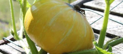 Cà pousse au potager!!