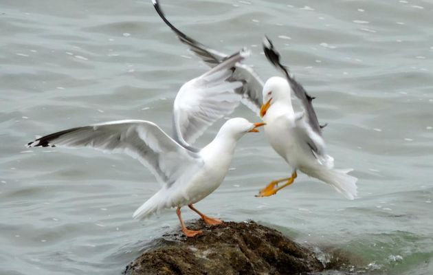 des goélands et mouettes ...