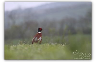 Faisan au petit matin après la pluie.