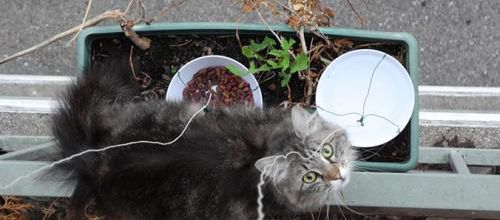 Un couple sauve 2 chats abandonnés par leur voisine