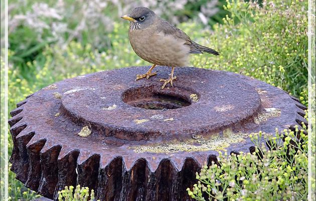 Merle austral, Austral Thrush (Turdus falcklandii falcklandii) - New Island - Falkland (Malvinas, Malouines) - Grande-Bretagne