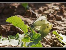Piérides du chou (Pieris brassicae) - Pieridaee