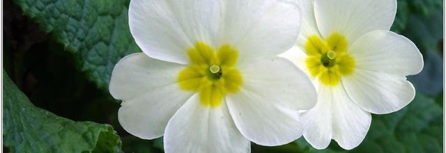 Primevère Acaule (1) - Primula vulgaris