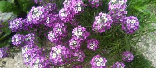 Ma photo préférée du 25 janvier