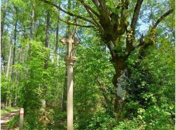 (J50) Zubiri / Roncevalles 24 mai 2012 (2)