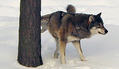 Un loup qui pi***????