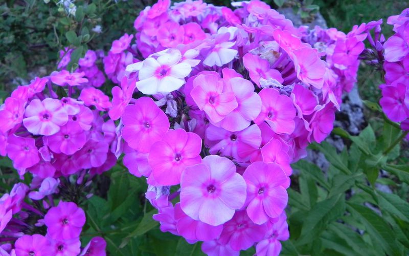 Fleurs du Jura 