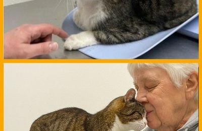 Une chatte de 21 ans retrouve un foyer