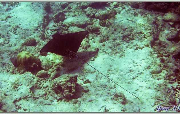 Raie aigle ou léopard (Aetobatus narinari) - Anse Soleil - Mahé - Seychelles