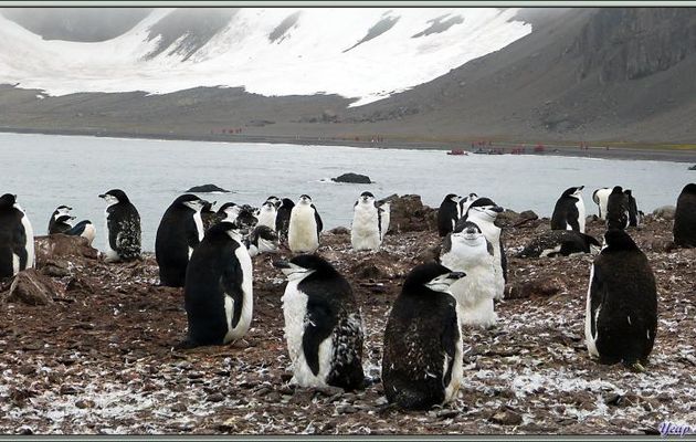 Photos de Manchots à jugulaire et Manchots papous qui se partagent les plages de Hannah Point - Livingston Island - South Shetland Islands - Péninsule Antarctique