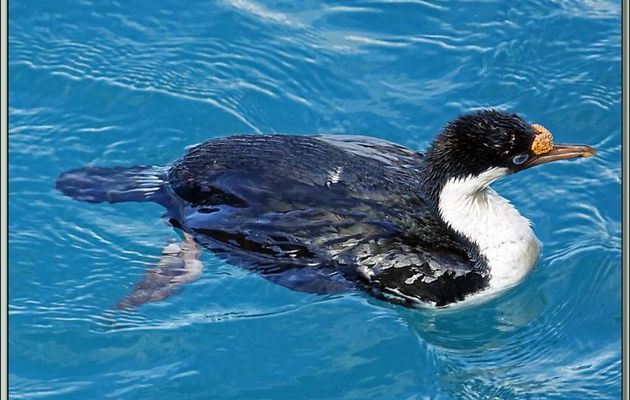 Le bain du Cormoran impérial, Imperial shag (Leucocarbo atriceps) - Grytviken - Géorgie du Sud