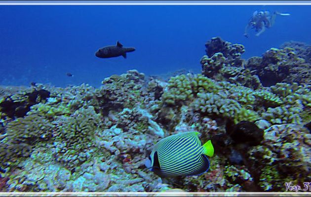 Poisson-ange empereur, Emperor angelfish (Pomacanthus imperator) et ... Antoine  - Tumakohua (passe sud) - Atoll de Fakarava - Tuamotu - Polynésie française