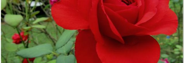 2024  LES ROSES DU JARDIN 