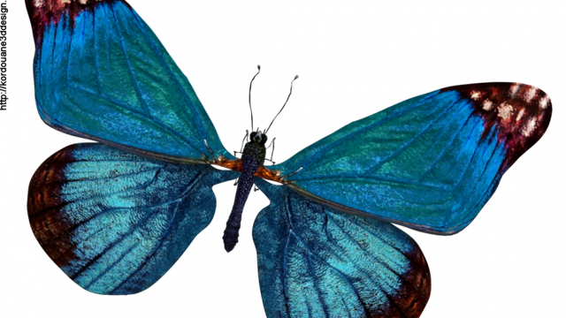 Image de papillon bleu (tube-render)