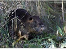 Ragondin ou castor des marais (Myocastor coypus)