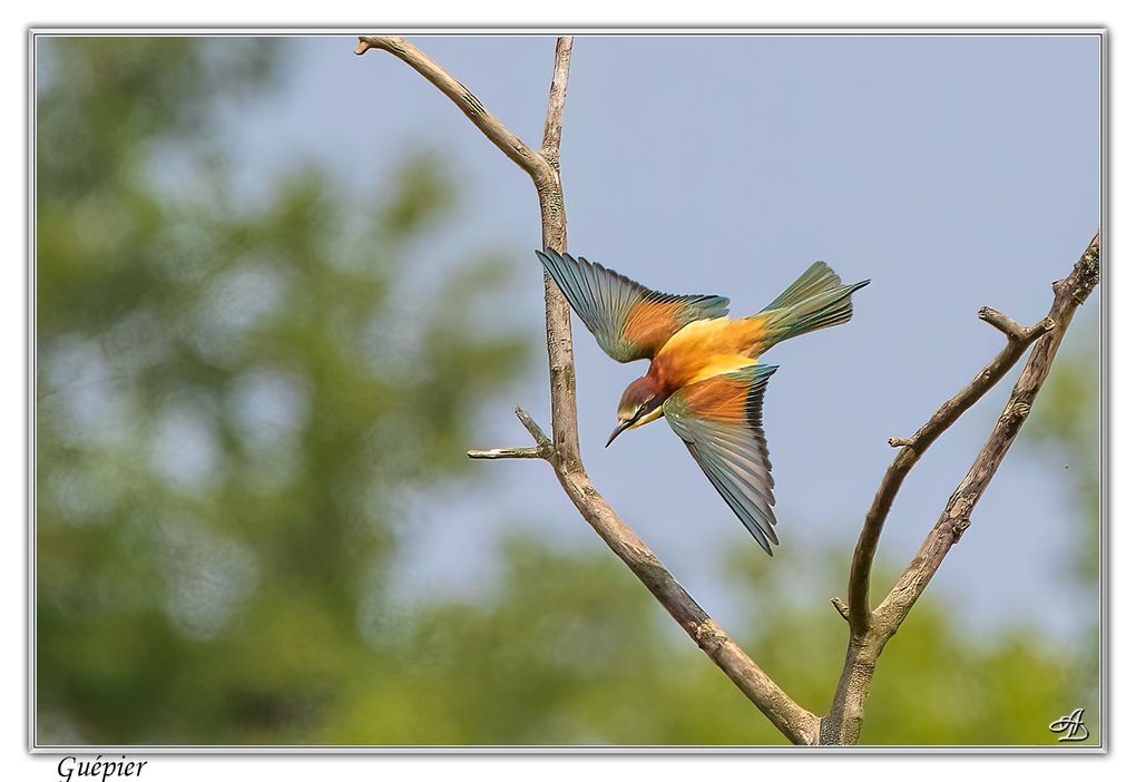 04 - Oiseaux