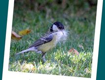 Au jardin #9.