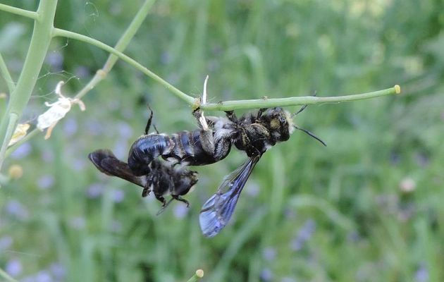 une bébète en macro !