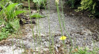 Hypochaeris radicata  -  porcelle enracinée