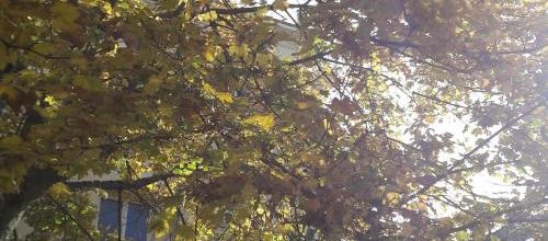 Lumière d'automne