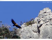 Vautour fauve - Gyps fulvus - Griffon Vulture