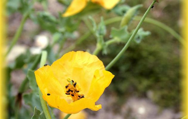 Pavot corne (glaucium flavium) - Loix-en-Ré - Ile de Ré - 17