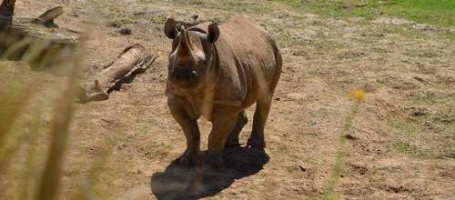 ... c'est rosse, un rhino...?