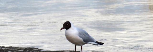 "Vos gueules les mouettes"