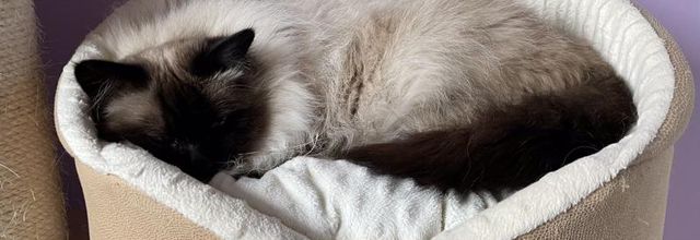 Journée pluvieuse, chat roupille 
